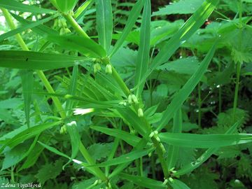 Kokok peslenit - Polygonatum verticillatum (L.) All.