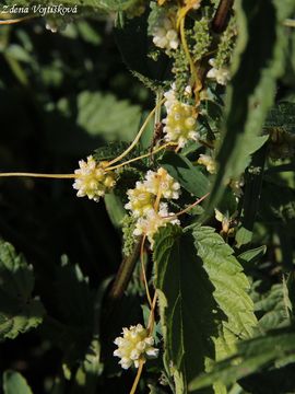 Kokotice evropsk - Cuscuta europaea L.