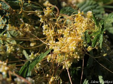 Kokotice evropsk - Cuscuta europaea L.