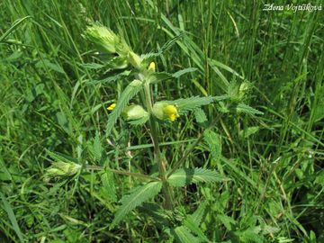 Fotogalerie: Kokrhel lutinec - Rhinanthus alectorolophus (Scop.) Pollich