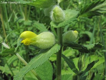 Kokrhel lutinec - Rhinanthus alectorolophus (Scop.) Pollich