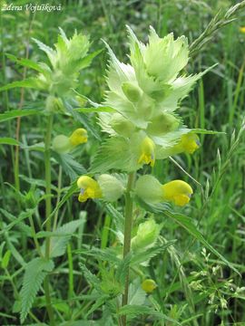 Kokrhel lutinec - Rhinanthus alectorolophus (Scop.) Pollich