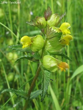 Fotogalerie: Kokrhel men - Rhinanthus minor L.