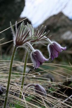 Koniklec lun esk - Pulsatilla pratensis (L.) MILL. subsp. bohemica