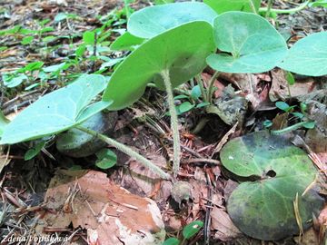 Fotogalerie: Kopytnk evropsk - Asarum europaeum L.