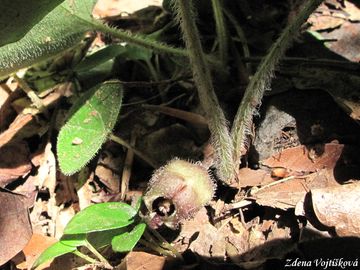 Kopytnk evropsk - Asarum europaeum L.