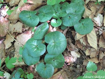 Kopytnk evropsk - Asarum europaeum L.