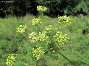 Fotogalerie: Korom olenkov - Silaum silaus (L.) Schinz et Thell. 