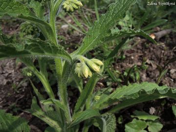 Kostival esk - Symphytum bohemicum F.W.Schmidt