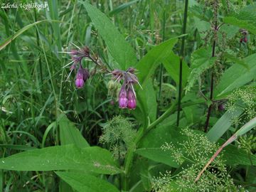 Kostival lkask - Symphytum officinale L.