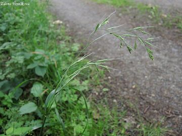 Fotogalerie: Kostava obrovsk - Festuca gigantea (L.) Vill.