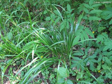Kostava obrovsk - Festuca gigantea (L.) Vill.
