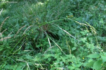 Kostava obrovsk - Festuca gigantea (L.) Vill.