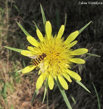 Fotogalerie: Koz brada pochybn - Tragopogon dubius Scop.
