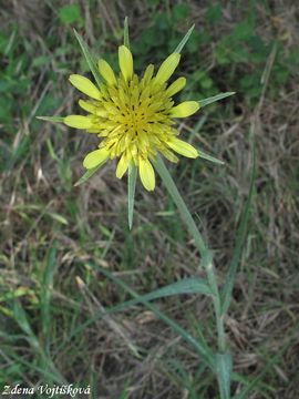 Koz brada pochybn - Tragopogon dubius Scop.