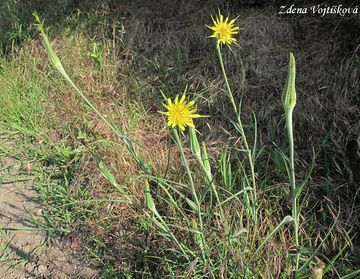 Koz brada pochybn - Tragopogon dubius Scop.