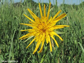Fotogalerie: Koz brada vchodn - Tragopogon orientalis