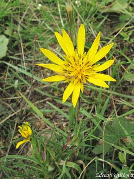Koz brada vchodn - Tragopogon orientalis
