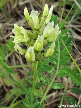 Fotogalerie: Kozinec cizrnovit - Astragalus cicer L.