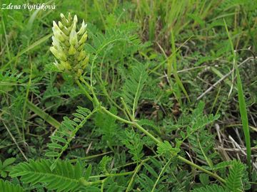 Kozinec cizrnovitý - Astragalus cicer L.