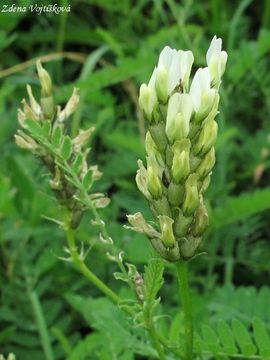 Kozinec cizrnovit - Astragalus cicer L.