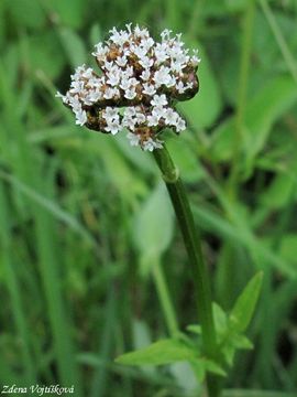 Fotogalerie: Kozlk dvoudom - Valeriana dioica L.