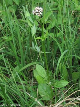 Kozlk dvoudom - Valeriana dioica L.