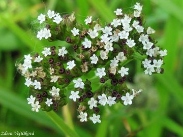 Kozlk dvoudom - Valeriana dioica L.