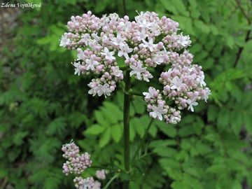 Fotogalerie: Kozlk ukrajinsk chlumn - Valeriana stolonifera Czern subsp. angustifolia So