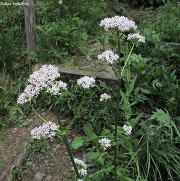 Kozlk ukrajinsk chlumn - Valeriana stolonifera Czern subsp. angustifolia So