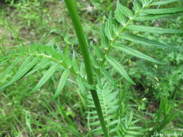 Kozlk ukrajinsk chlumn - Valeriana stolonifera Czern subsp. angustifolia So