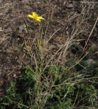 Fotogalerie: Kez zedn - Diplotaxis muralis (L.) DC.