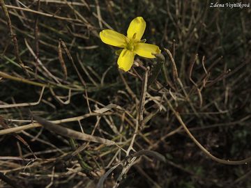 Kez zedn - Diplotaxis muralis (L.) DC.