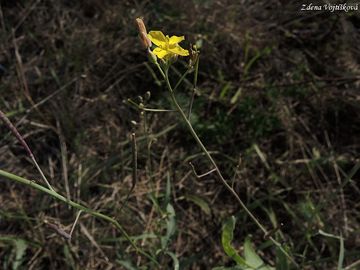 Kez zedn - Diplotaxis muralis (L.) DC.