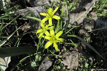 Fotogalerie: kivatec lut - Gagea lutea (L.) Ker-Gawler