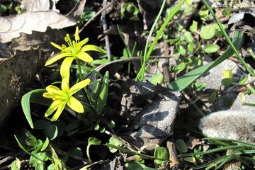 kivatec lut - Gagea lutea (L.) Ker-Gawler