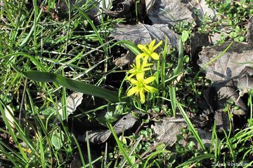 kivatec lut - Gagea lutea (L.) Ker-Gawler