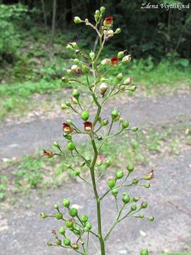 Fotogalerie: Krtink hlznat - Scrophularia nodosa L.