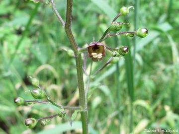 Krtink hlznat - Scrophularia nodosa L.