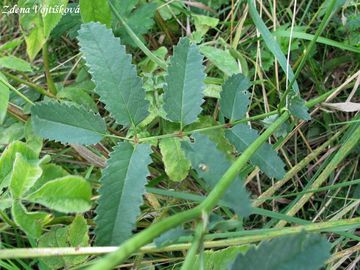 Krvavec toten - Sanguisorba officinalis L.