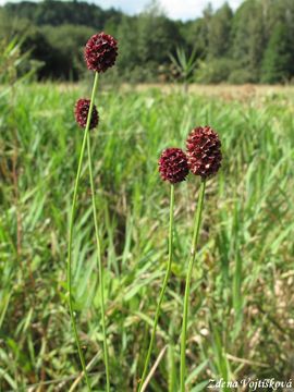 Krvavec toten - Sanguisorba officinalis L.