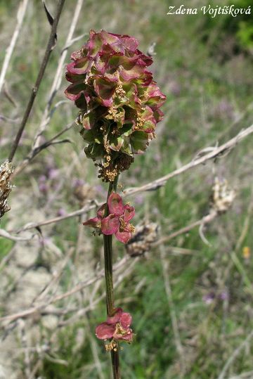 Fotogalerie: Krvavec menší - Sanguisorba minor Scop.