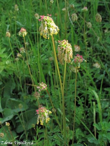 Krvavec menší - Sanguisorba minor Scop.