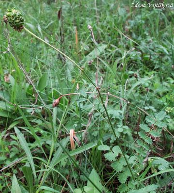 Krvavec menší - Sanguisorba minor Scop.