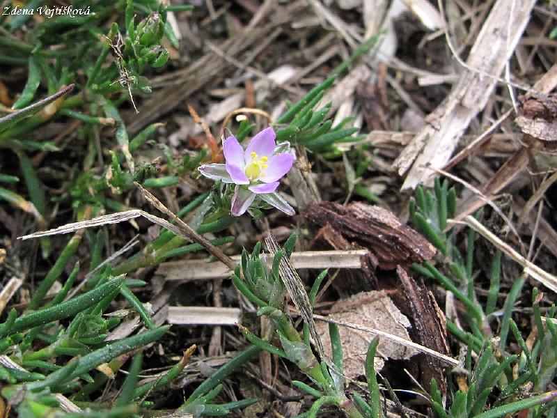 Ku�inka �erven�_02