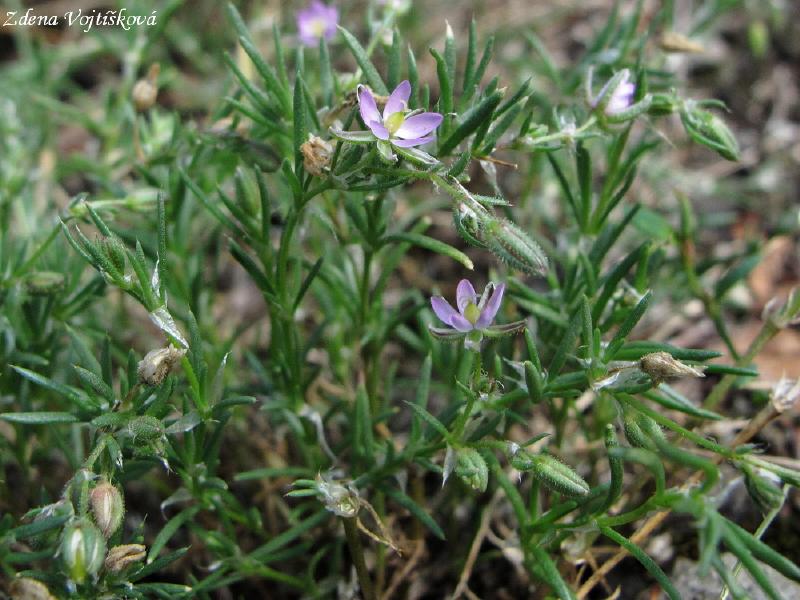 Ku�inka �erven�_04