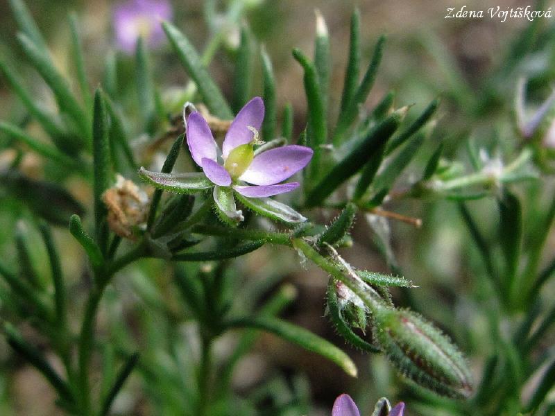 Ku�inka �erven�_05