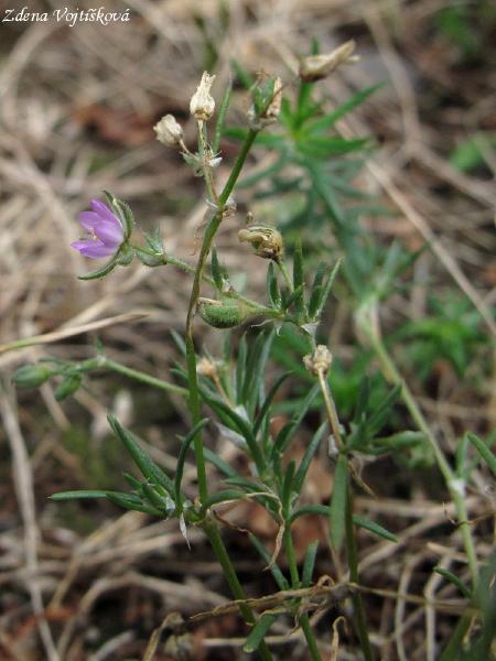 Ku�inka �erven�_08