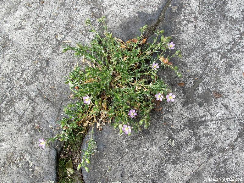 Ku�inka �erven�_09