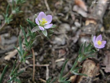 Fotogalerie: Ku�inka �erven� - Spergularia rubra (L.) J. et C. Presl